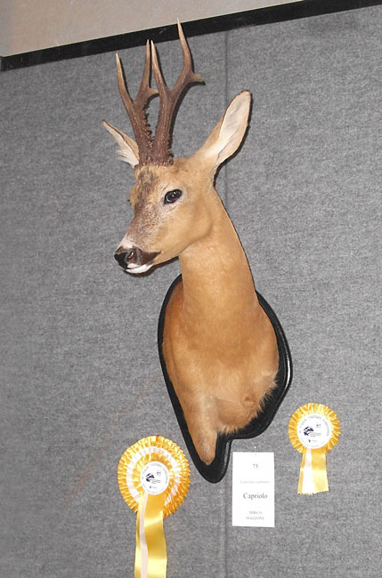 2011-capriolo